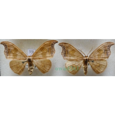 Sabra harpagula (Esper, 1786) pair Wycinka puginałówka Czech55j